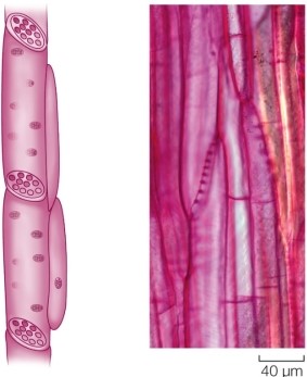 Refer to the figure showing a type of vascular tissue cell.   Which of the following is not a feature of the plant cell type that contains phloem sap? A)  It is alive at maturity. B)  It transports food from sources to sinks. C)  It is nucleated. D)  It has sieve-like endplates that allow phloem sap to flow from cell to cell. E)  Some have adjacent companion cells.