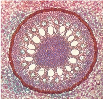 Refer to the figure showing the distribution of tissues in a typical monocot root.   Which tissue/region found in this monocot root would not be found in a eudicot root? A)  Pith B)  Endodermis C)  Pericycle D)  Cortex E)  Xylem