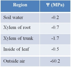 The following table shows measurements of water potential at various locations in a 100-foot-tall tree.   Based on this information, water in the xylem of this tree will A)  flow normally. B)  flow more slowly. C)  stop flowing. D)  flow toward the trunk. E)  reverse direction.
