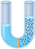 Refer to the following figure.   What will happen to the water in this experimental system? A)  It will flow from left to right as pressure pushes it up the tube on the right. B)  It will flow from right to left until equilibrium is reached. C)  It will flow from left to right until equilibrium is reached. D)  It will flow from right to left until a pressure potential is generated. E)  Nothing; the system is most likely already at equilibrium.