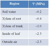 Refer to the table below.   Assume that the table indicates water potential for a number of locations inside a healthy tree.Given the data, what can you conclude? A)  The tree has a wound of some sort in the trunk. B)  There is no water flowing through the xylem. C)  Water is flowing in the wrong direction. D)  There seems to be minimal transpiration taking place. E)  There does not seem to be adequate cohesion drawing the water through the tree.