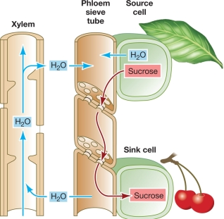 Refer to the figure below.   This figure shows the interaction between bulk flow movement of materials in the phloem and the xylem.Which statement correctly identifies the locations where the water potential would be lowest (most negative)  in each system? A)  Upper end of xylem, upper end of phloem B)  Lower end of xylem, lower end of phloem C)  Upper end of xylem, lower end of phloem D)  Upper end of xylem vessels, lower end of phloem sieve tubes E)  Lower end of xylem vessels, upper end of phloem sieve tubes