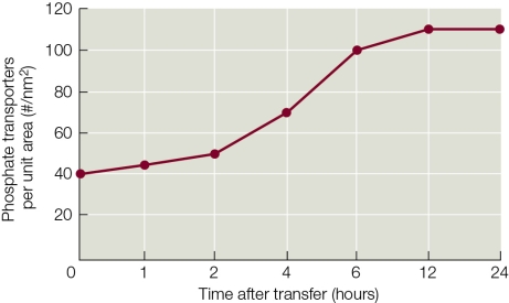 Refer to the graph showing the response of a hydroponic plant being transferred into a new solution.The dependent variable is the number of phosphate transporters per unit area of root epidermis as a function of time after transfer.   According to the graph, the plant was most likely moved from _______ to a _______. A)  a high nitrogen solution; low nitrogen solution B)  a low phosphate solution; high phosphate solution C)  a high phosphate solution; low phosphate solution D)  a low nitrogen solution; high nitrogen solution E)  pure water; complete nutrient solution