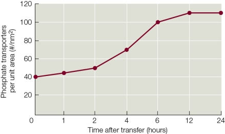 Refer to the graph showing the response of a hydroponic plant being transferred into a new solution.The dependent variable is the number of phosphate transporters per unit area of root epidermis as a function of time after transfer.   Why does the plot line level off after the plant has spent 12 hours in the new solution? A)  The roots have absorbed all of the phosphate from the solution after 12 hours. B)  After 12 hours, the activity of the phosphate transporters reaches maximal levels and levels off. C)  The phosphate that is taken up by the transporters has all been assimilated after 12 hours. D)  The level of phosphate in the cells has decreased after 12 hours, shutting down transcription of the phosphate transporter genes. E)  The transcription rate of the phosphate transporter genes goes down after 12 hours, when the roots have adjusted to the phosphate level in the new solution.