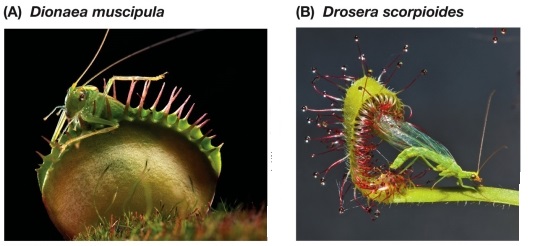Refer to the figure showing two carnivorous plants.   A newly discovered tropical plant has cupped leaves that accumulate water and drowned insects.If the new plant is related to those in the figure, what might it be secreting into the accumulated water? A)  Nitrogen B)  Ions C)  H<sup>+</sup> D)  Digestive enzymes E)  Carbohydrates