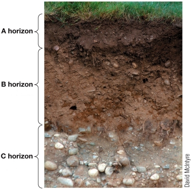 Refer to the figure showing a soil profile.   Organic matter for gardeners would come from which horizon(s) shown in the figure?