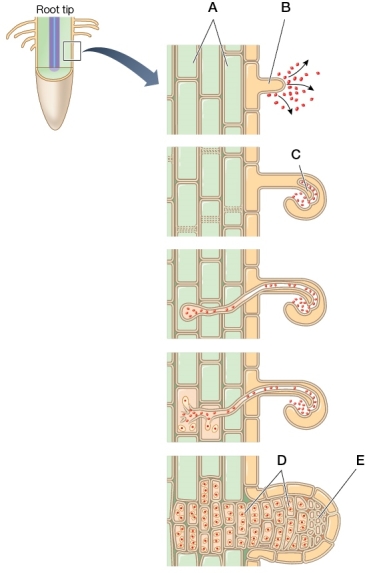 Refer to the figure showing root nodule formation.   Which letter in the figure indicates an area where root cells release flavonoids?