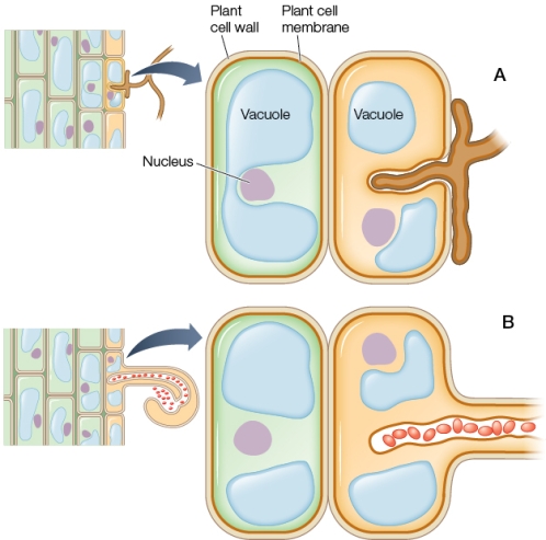 Refer to the figure showing two different plant symbioses.   Plant B is most likely experiencing a _______ infection.