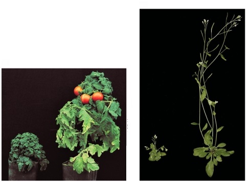 Refer to the figure below.Each photograph shows a dwarf plant with a hormonal deficiency and a normal-sized plant of the same species.   Differential action of which two hormones might explain the differing plant sizes in the images? A)  Cytokinins and ethylene B)  Ethylene and gibberellins C)  Auxin and gibberellins D)  Gibberellins and brassinosteroids E)  Cytokinin and abscisic acid