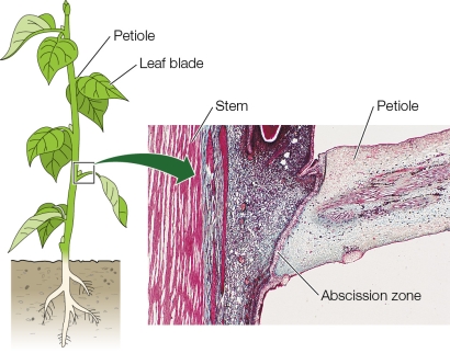 Refer to the figure below showing the changes that occur when a leaf is about to fall from the stem.   A decrease in auxin in which region of the diagram would result in formation of the abscission zone? A)  Stem B)  Leaf blade C)  Apical meristem D)  Petiole E)  Stomata