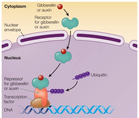 Refer to the figure below showing a signal reception pathway.   Predict what is most likely to happen when the relevant hormone (e.g., auxin or gibberellin)  is present. A)  The plant grows taller. B)  The plant produces more branches. C)  The plant loses its leaves. D)  The plant leans away from a light source (negative phototropism) . E)  The fruit is released prematurely by the parent plant.