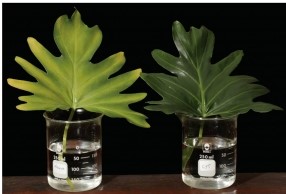 Refer to the figure below.   The leaf on the left is turning yellow because it is experiencing a natural process known as A)  phototropism. B)  photomorphogenesis. C)  quiescence. D)  etiolation. E)  senescence.