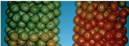 Refer to the figure below, showing tomatoes subjected to different conditions.   The green tomatoes on the left were not exposed to a plant hormone, whereas the red tomatoes on the right were most likely treated with _______.