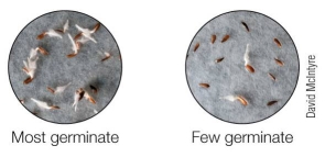 Refer to the figure below, showing lettuce seeds exposed to different light regimes.   Both sets of lettuce seeds were exposed to red light.The lettuce seeds on the right were subsequently exposed to _______.