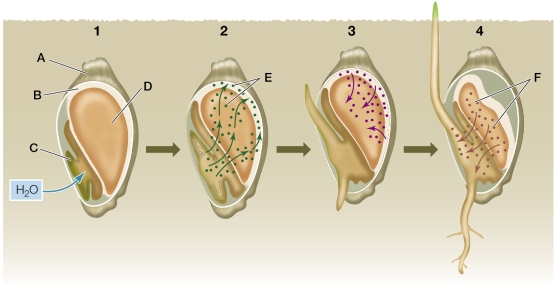 Refer to the diagram below showing cereal grain germination.   Explain what is happening with the hormones labeled  E  in step 2.