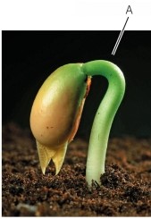 Refer to the figure below.   Is this seedling a monocot or a eudicot? Explain your answer.