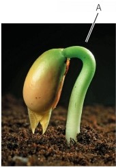 Refer to the figure below.   What is the name of structure indicated by the letter  A ? Which hormones control its formation?