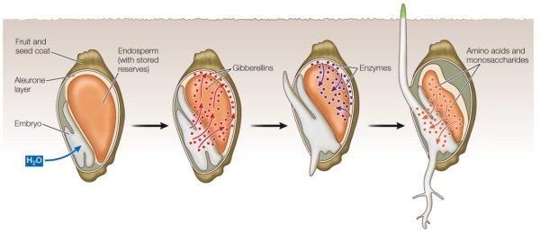 Refer to the figure below.   Germination is often stimulated by environmental factors, including the presence of _______, which allows _______ (the first step in the germination process of most seeds) . A)  fire; combustion B)  smoke; fumigation C)  water; imbibition D)  water; irrigation E)  ethylene; senescence