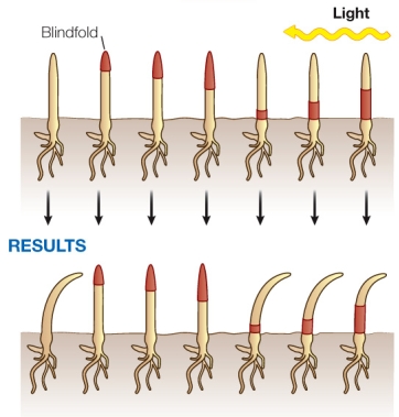 Refer to the figure below, illustrating early studies of phototropism.   After blindfolding different parts of the seedling and watching the response to a light stimulus, the Darwins concluded that A)  seedlings in natural conditions do not respond to the direction of a light stimulus. B)  the hormone auxin detects the direction of a light stimulus. C)  the part of the plant that detects the direction of a light stimulus is located at the base of the shoot. D)  the part of the plant that detects the direction of a light stimulus is located in the roots. E)  the part of the plant that detects the direction of a light stimulus is located in the shoot tip.