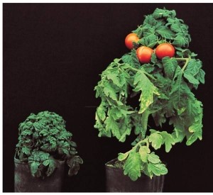 Refer to the figure below, showing two plants of the same type grown under different experimental conditions.   Which scenario describing the use of mutant plants in hormone studies such as this one is realistic? A)  The plants are both normal, but only one has been subjected to a genetic screen. B)  The plants are both dwarf mutants, but only one has been subjected to a genetic screen. C)  The plants are both dwarf mutants, but one has grown to normal proportions after being treated with an external application of a growth hormone such as gibberellin. D)  The plants are both normal, but one reversed its growth and became a dwarf after being treated with a growth hormone inhibitor. E)  The plants were subjected to different regimes of red and far-red light.