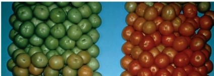 Refer to the figure below.   Unlike the green tomatoes on the left, the red tomatoes on the right have probably been treated with the hormone A)  gibberellin. B)  auxin. C)  brassinosteroid. D)  ethylene. E)  cytokinin.