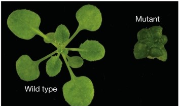 Refer to the figure below.   The mutant plant is most likely to have a defect in the signaling pathway for A)  phytochrome P<sub>r</sub>. B)  phytochrome P<sub>fr</sub>. C)  zeaxanthin. D)  phototropin. E)  brassinosteroid.