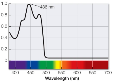 Refer to the figure below, showing the portion of the visible spectrum detected by a particular plant photoreceptor.   What is the most likely response of a plant to this portion of the visible spectrum (i.e., 436 nm) ? A)  The fruit on the plant will ripen more quickly. B)  The plant will lean toward the light. C)  The roots of the plant will grow laterally instead of downward. D)  The seed will germinate. E)  The seed will not germinate.