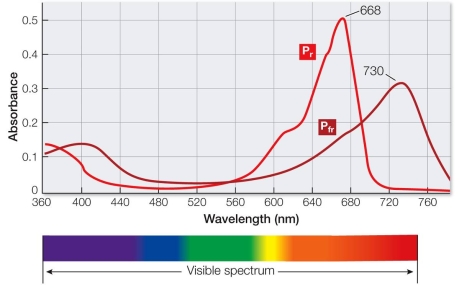Refer to the figure below, showing the portion of the visible spectrum detected by phytochrome.   Predict the most likely response of a plant to the portion of the visible spectrum with its peak at 730 nm. A)  Fruit on a plant will ripen more quickly. B)  A plant will lean toward the light. C)  The roots of a plant will grow laterally instead of downward. D)  A seed will germinate. E)  A seed will not germinate.