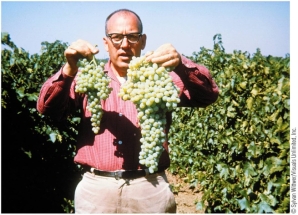 Refer to the figure below.   The seedless grapes on the right were most likely treated with _______ to make them grow larger.