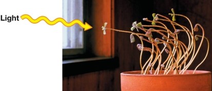 Refer to the figure below.   The phenomenon shown in the image was first studied by the Darwins.It is called _______ and is mediated by the hormone auxin.