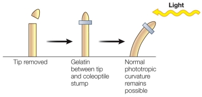 Refer to the figure below.   This experiment showed that a chemical signal (later identified as the hormone _______) was able to travel from the shoot tip to the part of the plant that responds by causing the cells opposite the light to elongate compared to the rest of the cells in the shoot.