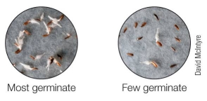 Refer to the figure below, showing lettuce seeds exposed to different experimental conditions.   Both sets of seeds were exposed to red light, but the seeds on the right were subsequently exposed to _______ light.