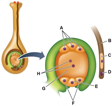 Refer to the figure showing the initial stage of double fertilization.   The female cell physically closest to structure C in the figure is the A)  central cell. B)  egg cell. C)  synergid. D)  antipodal cell. E)  tube cell.