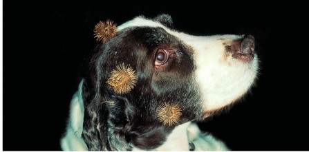 Refer to the figure.   What function is this dog serving for the plant whose fruits are stuck to its head? A)  Consumption B)  Fertilization C)  Pollination D)  Seed dispersal E)  Disposal