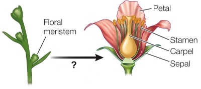 Refer to the figure.   After an apical meristem has been redirected toward developing into a floral meristem, _______ are responsible for further refinement of the floral development pathway. A)  unknown hormones B)  light signals C)  floral identity genes D)  other, more mature floral meristems E)  abscisic acids