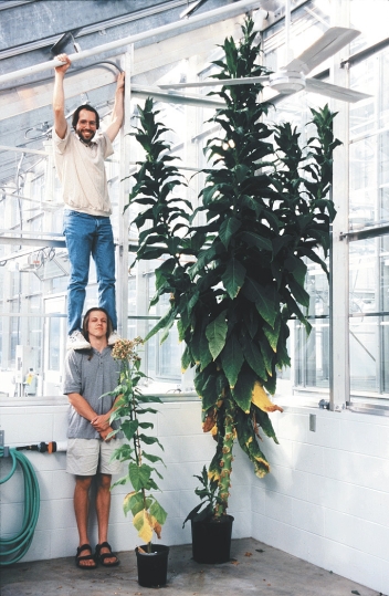 Refer to the figure showing two tobacco plants.   The large plant on the right has failed to flower in summer as normal tobacco plants do.A genetic mutation caused it to become a(n)  _______ plant. A)  long-day B)  short-day C)  infertile D)  short-day-long-day E)  long-day-short-day