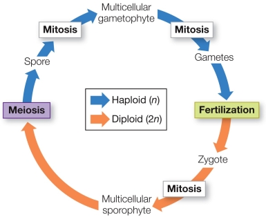 Refer to the figure showing the typical life cycle of a plant.   Meiosis occurs early in the period represented by the blue portion of the figure.Could meiosis occur again later in the blue phase? Explain why or why not.
