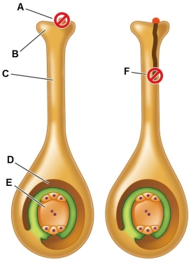 Refer to the figure.   Identify the structures labeled B, C, D, and E.