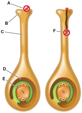 Refer to the figure.   Based on the indicated developmental progress of the pollen grains shown, what can be inferred about this plant's ability to self-pollinate?