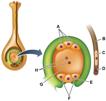 Refer to the figure showing the initial stage of double fertilization.   If the pollen grain shown is self pollen, what does the developmental progress of the grain, as indicated in the figure, tell us about this plant's ability to self-pollinate?