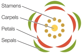 Refer to the figure.   A complete flower has four concentric groups of organs that are modified _______.A perfect flower has both _______ and _______. A)  bracts; carpels; stigmas B)  leaves; carpels; pistils C)  leaves; carpels; stamens D)  bracts; carpels; pistils E)  bracts; carpels; stamens