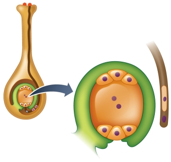 Refer to the figure showing the initial stage of double fertilization.   The second sperm in double fertilization fuses with what other cell(s)  in the embryo sac? A)  Egg B)  Synergids C)  Central cell D)  Antipodal cells E)  Integumentary cells