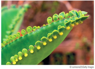 Refer to the figure showing a Kalanchoe plant.   Kalanchoe takes advantage of a relatively uncommon means of vegetative reproduction by using its A)  leaves. B)  roots. C)  bracts. D)  sepals. E)  stems.