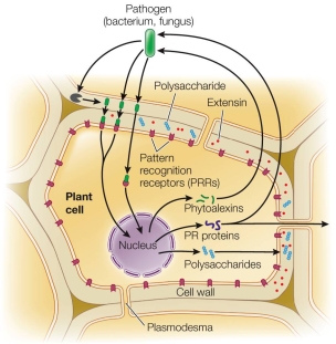 Refer to the figure, showing induced resistance mechanisms.   If the number of polysaccharides shown in the figure increased tenfold, they would A)  poison the herbivore. B)  block PR protein transport. C)  coat pathogens. D)  strengthen the cell wall. E)  signal the nucleus to make more PR proteins.
