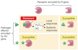 Refer to the figure, showing gene-for-gene resistance.   What would a resistant plant use to help defend itself against a pathogen closely related to the one that produced the wedge-shaped molecule? A)  A new R gene B)  Its existing R gene C)  Flavonoids D)  Phytoalexins E)  Polysaccharides