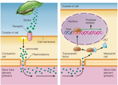Refer to the figure.   If a moth larva chewed on a dandelion plant, elicitors would be produced in A)  the plant. B)  the herbivore. C)  either the plant or the herbivore. D)  beneficial microbes. E)  the surrounding soil.