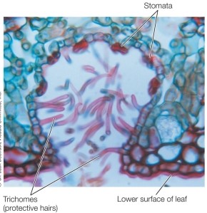 Refer to the figure.   A plant with the leaf structure shown here would most likely thrive in a(n)  _______ habitat. A)  tundra B)  aquatic C)  wet terrestrial D)  grassland E)  dry/desert
