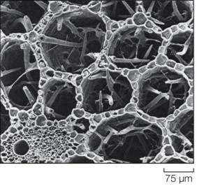 Refer to the figure.   What advantage does the type of tissue shown in the image provide to the plant? A)  It helps isolate pathogens to prevent their spread in the plant. B)  It helps dissipate heat in desert environments. C)  It aids in defense against herbivores by letting distress signals diffuse more easily. D)  It increases buoyancy and diffusion of oxygen in submerged parts of the plant. E)  It stores water for survival in dry environments.