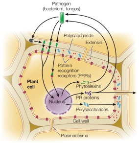 Refer to the figure, showing induced resistance mechanisms.   A _______ molecule is released by the receptor in the plasma membrane when the presence of a pathogen is detected.