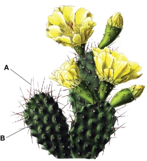 Refer to the figure.   Explain the functions of structures A and B on this cactus and how they serve as adaptations to a dry environment.